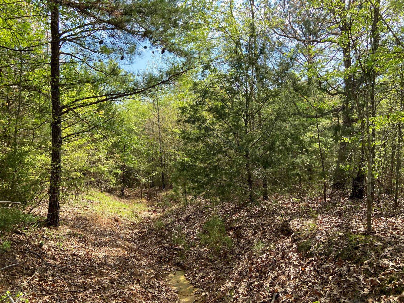 Farris 115 Timber: 00 CR 2215, Daingerfield, TX 75638